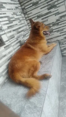 Doação cachorro Resgatado 