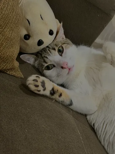 Gato macho para doação