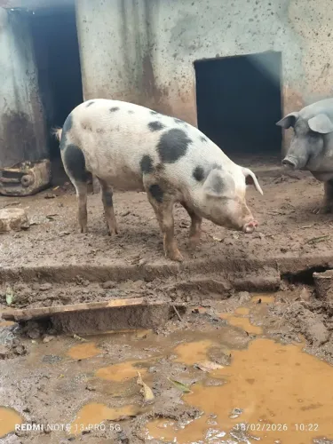 Vendo Porcas