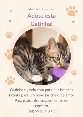 Gatinhos para adoção 