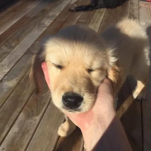 Golden Retriever charmoso