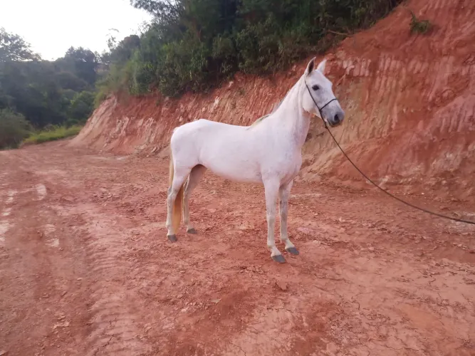 Égua Mangalarga Marchador