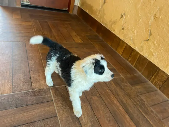 Border Collie