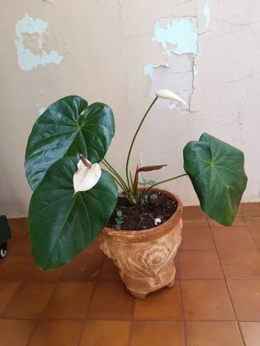 Planta Ornamental Antúrio 