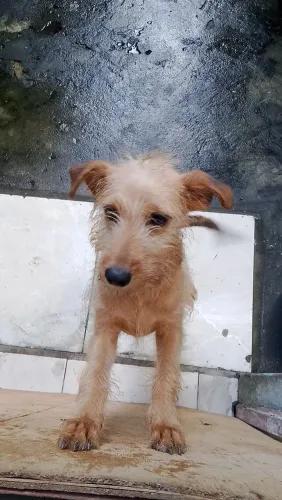 Cachorro