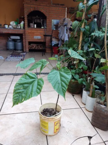 Vendo Mudas de Urucum ( Colorau ) - Guarulhos