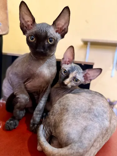 Filhote gato Sphynx genética exclusiva 