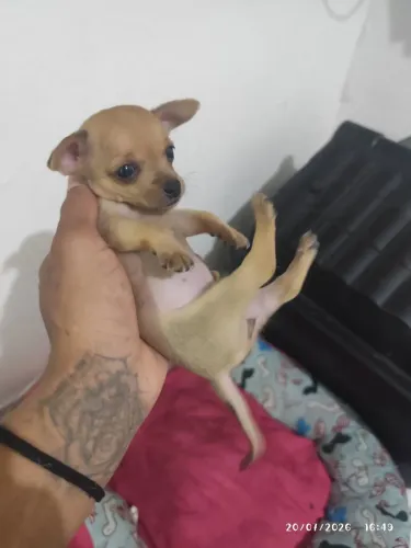 Pinscher 0 fêmea 