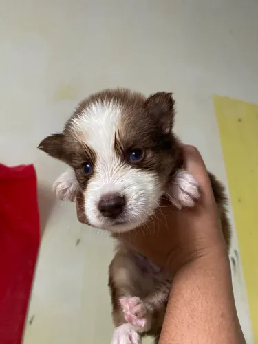 VENDA DE FILHOTE DE HUSKY