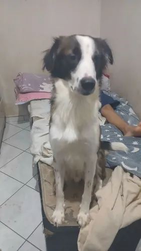 Doação de filhote