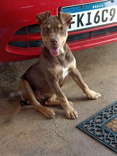 Pitbull filhote