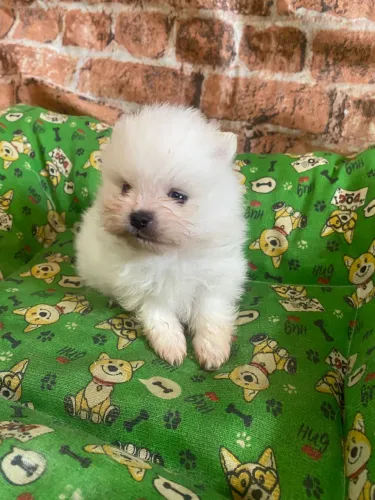 Spitz Alemão lindos filhotes disponíveis agora