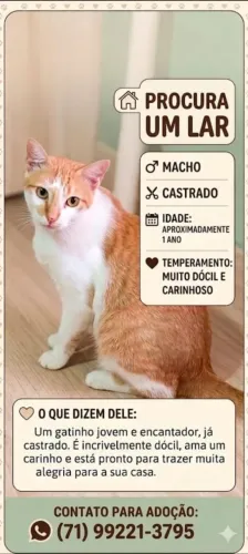 ADOTE