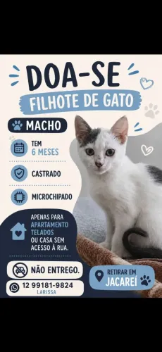 Doa se filhote gato castrado