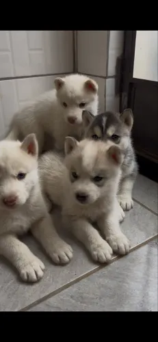 FILHOTE DE HUSKY SIBERIANO aceito troca do meu interesse