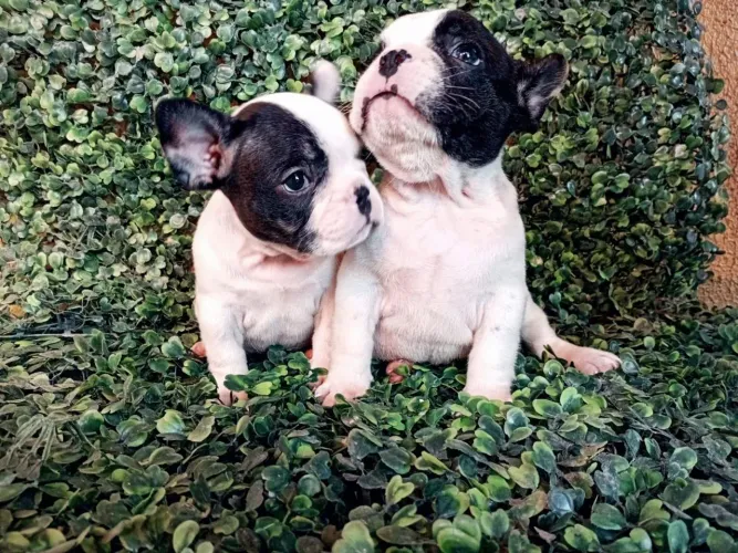 Buldogue francês micro