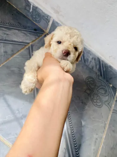 vende-se filhote de poodle ?
