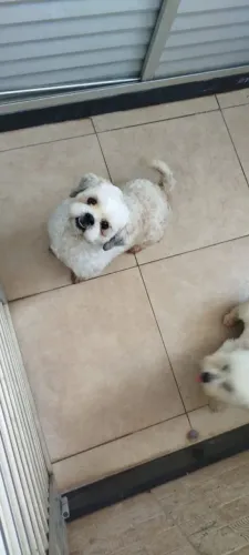 Adoção