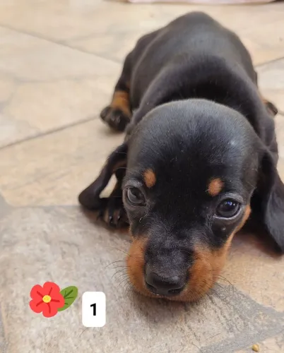 Filhote de salsichinha (dachshund)