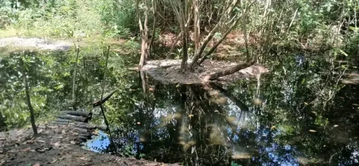 Terreno em Alter do chão com igarapé privado