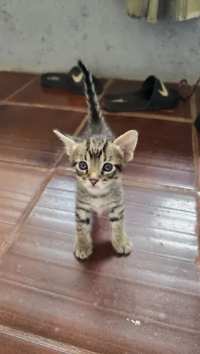 Lindos gatinhos tigrados p adoção 