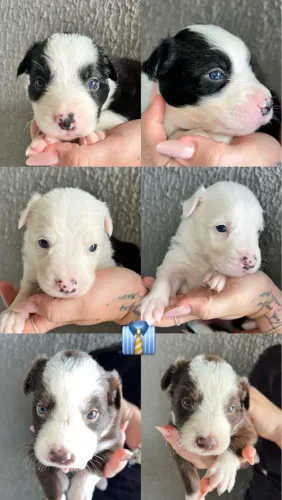 FILHOTES DE BORDER COLLIE 