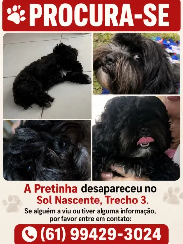 Procura-se lhasa apso 