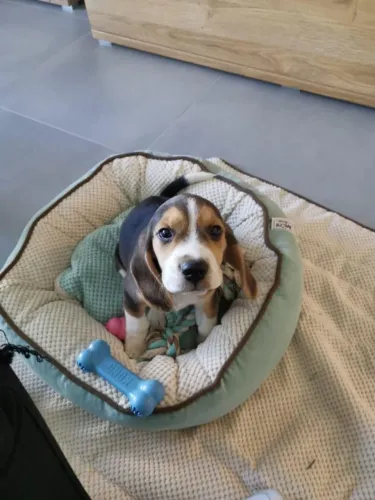 Beagle Uma surpresa que vai muito além da embalagem