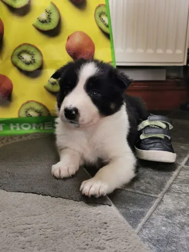 Filhotinhos Border Collie de otima genetica e temperamento equilibrado