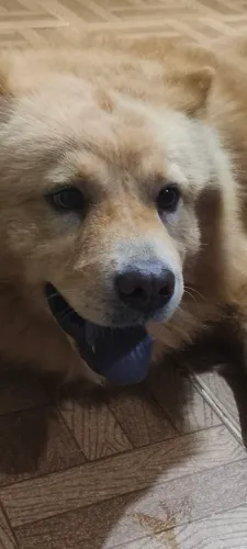 Chow Chow macho, procurando uma namorada.
