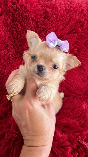 Chihuahua. Linda peludinha creme! Amor e companhia para seus dias!