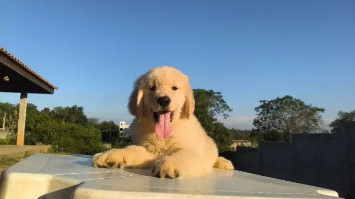 Filhotes Golden Retriever padrão espetacular em até 10 vezes no cartão