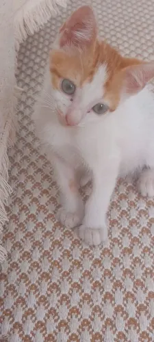 Gatos macho pra adoção