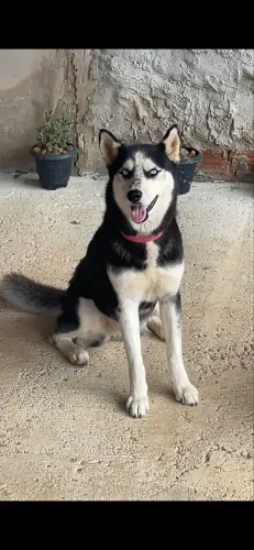 Husky Siberiano Fêmea Para Doação 