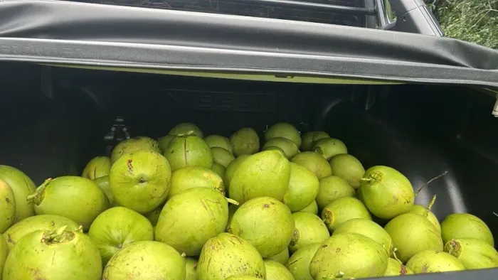 Entrega-se coco para venda de água de coco 