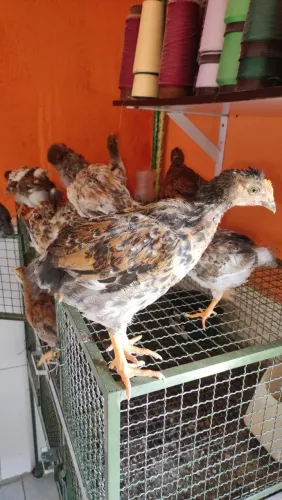 Pintinhos gsb balão