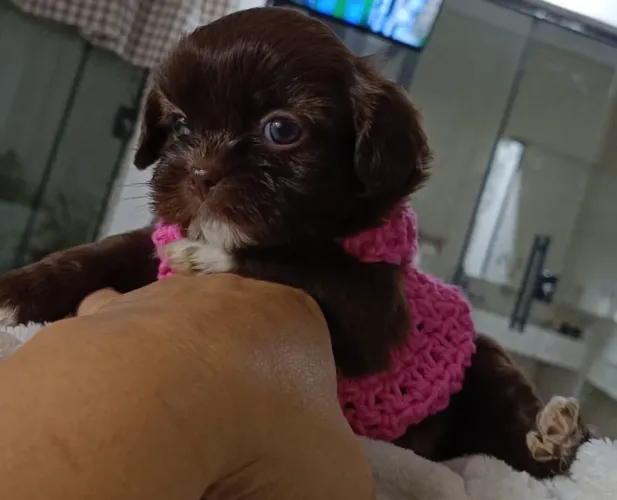 Shih tzu fêmea chocolate