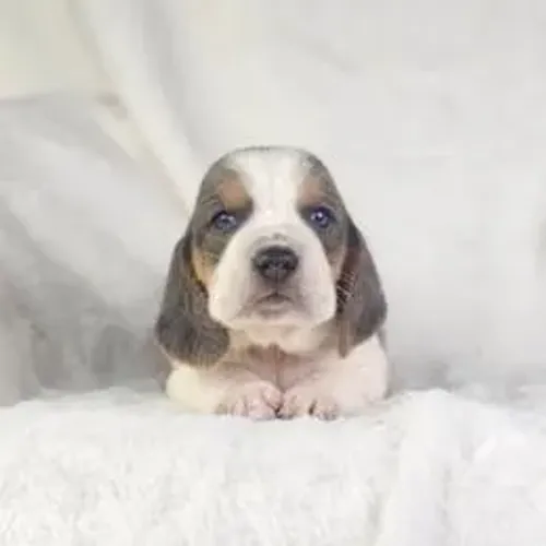 Basset Hound,Basset Hound Filhote Disponível Entrega Facilitada
