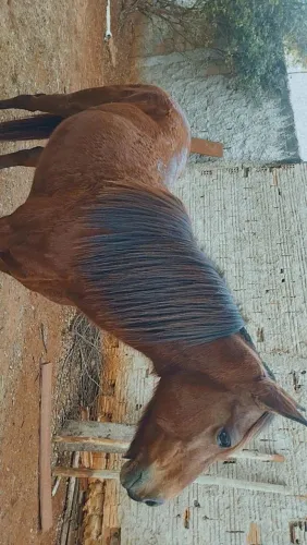 Égua