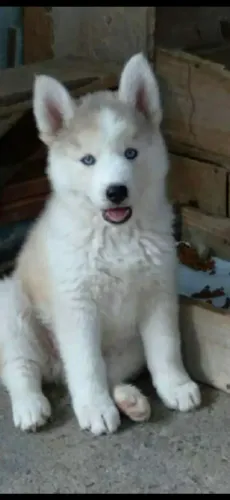 Filhotes de husky siberiano