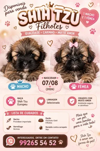 Shitszu mini toy , pelagem rara