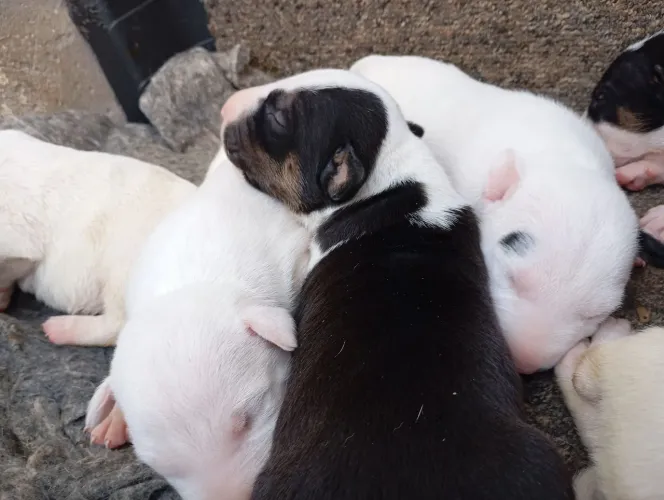 Bullterrier filhotes