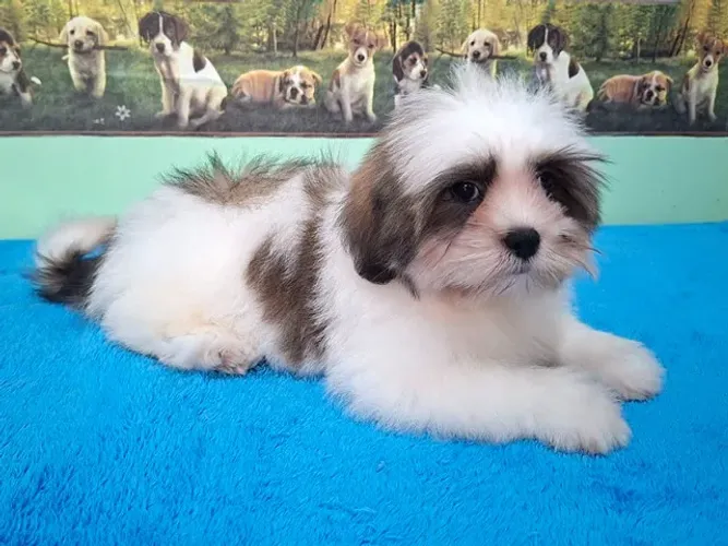 Lhasa Apso - Linda Fêmea Disponível à Pronta Entrega