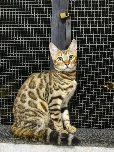 Gato de bengal (fêmea castrada)