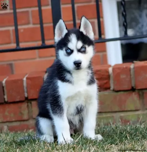 Filhotinhos Husky Siberiano com otima genetica e procedencia