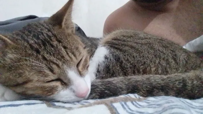 Gato pra adoção 