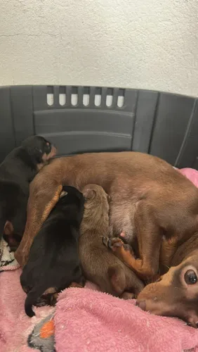 Filhotes de mini Pinscher! 