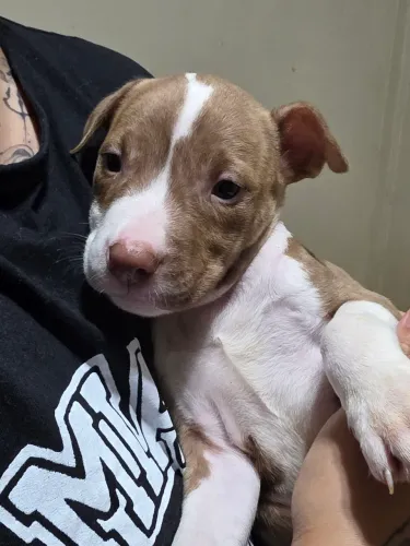 Filhotes Pitbull puros