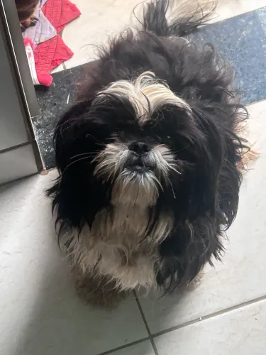 Cachorra shih tzu