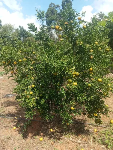 Vendo lote no fazenda campo alegre , próximo ao restaurante da Neiva , todo cercado